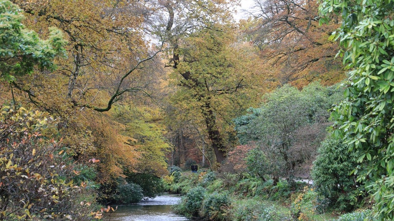 View of the River Bollin in autumn at Quarry Bank, Cheshire